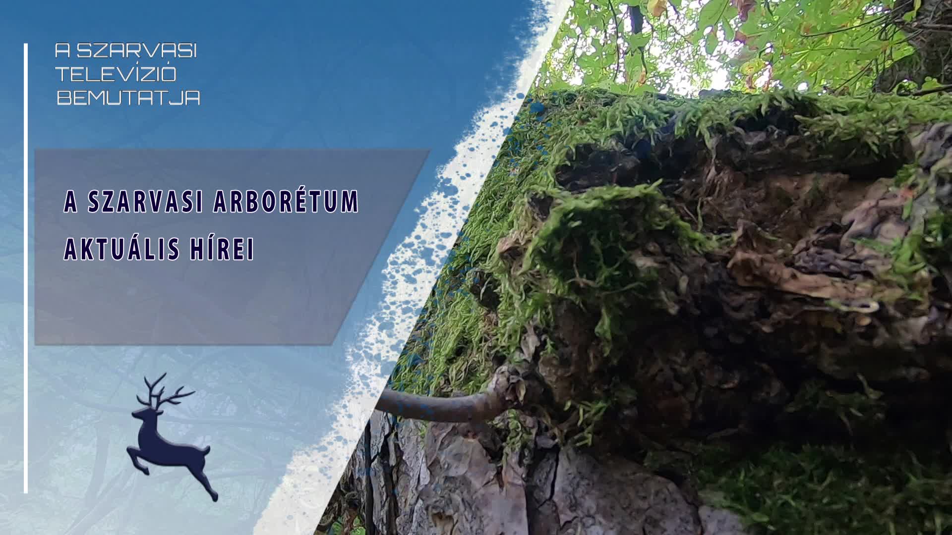 A szarvasi Arborétum aktuális hírei (2025.09.11)
