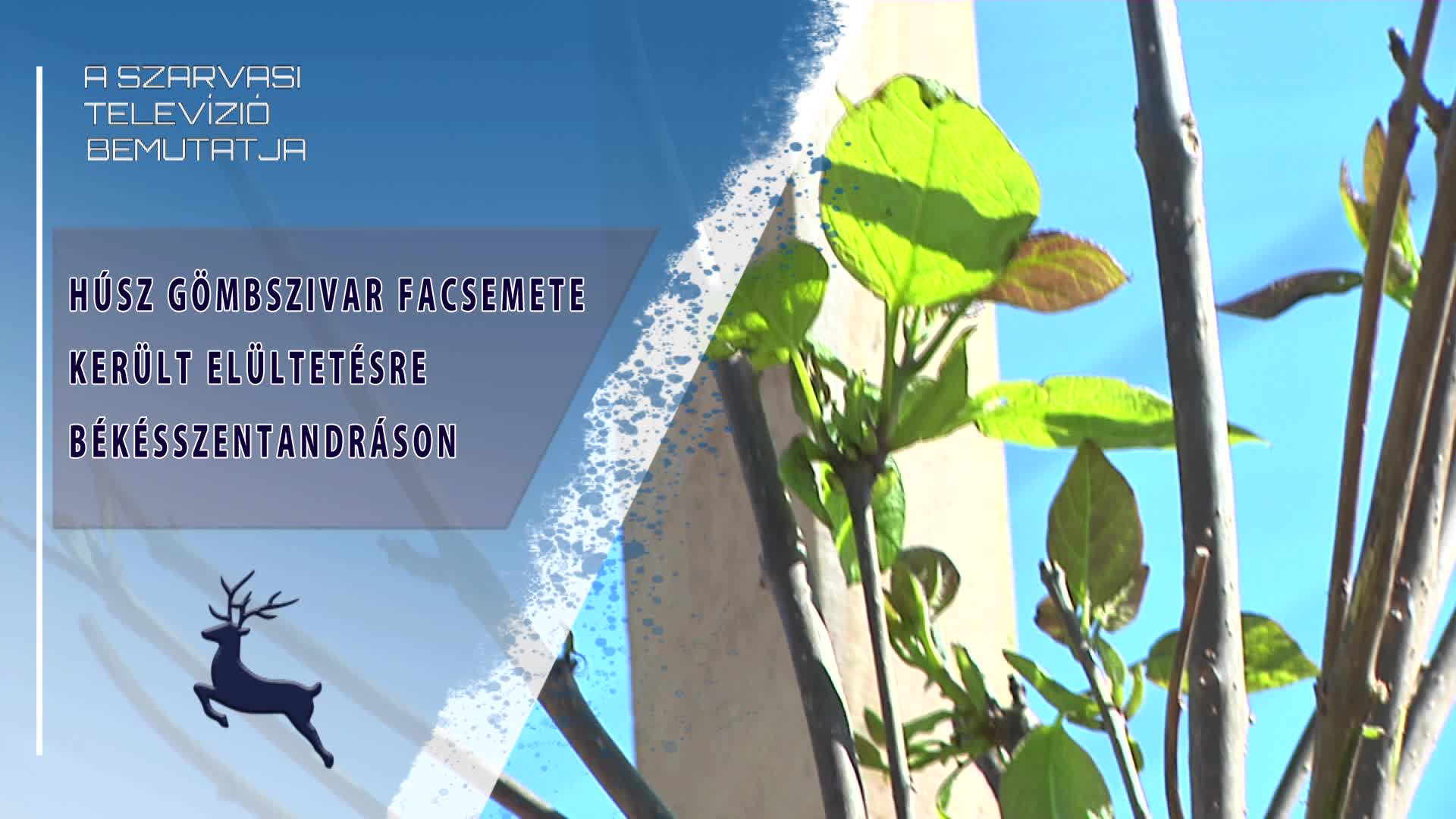 Húsz gömbszivar facsemete került elültetésre Békésszentandráson (2026.04.18)