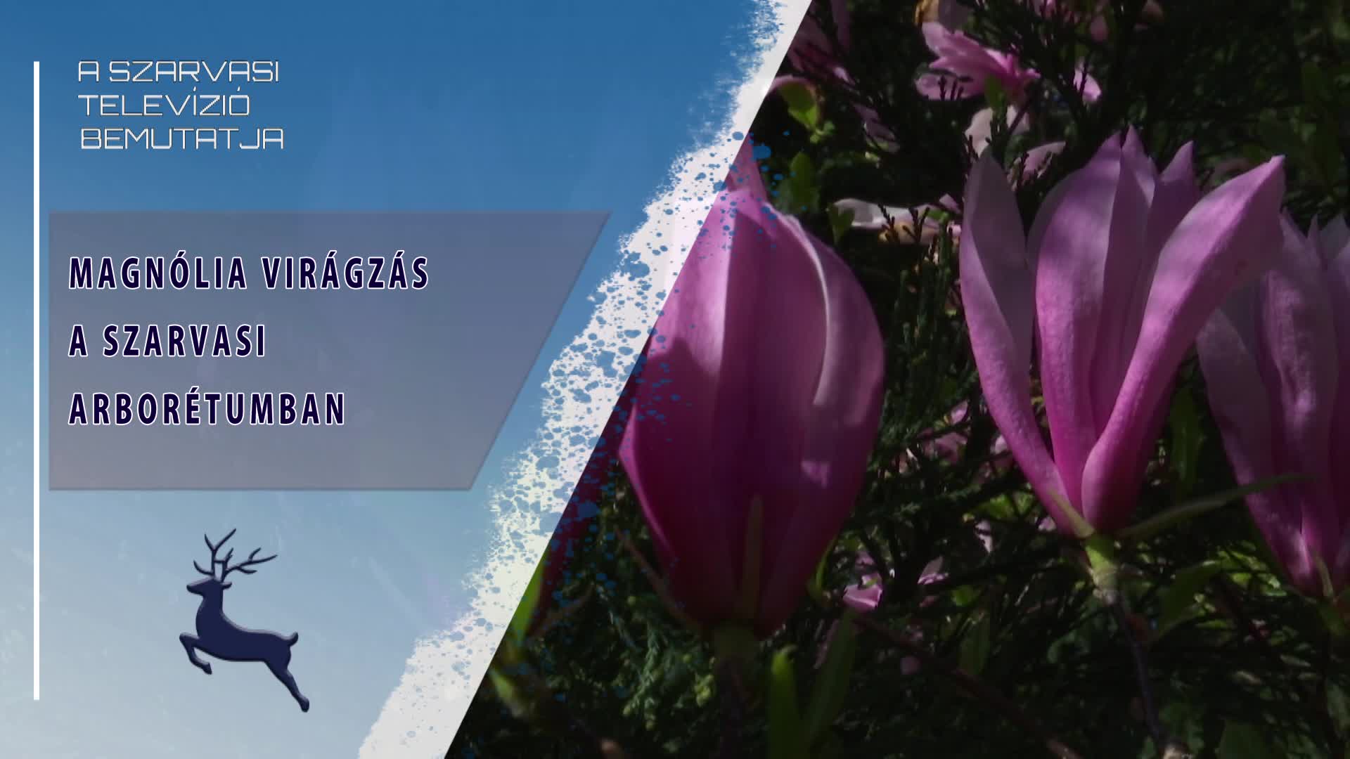 Magnólia virágzás a szarvasi Arborétumban (2023.04.21)