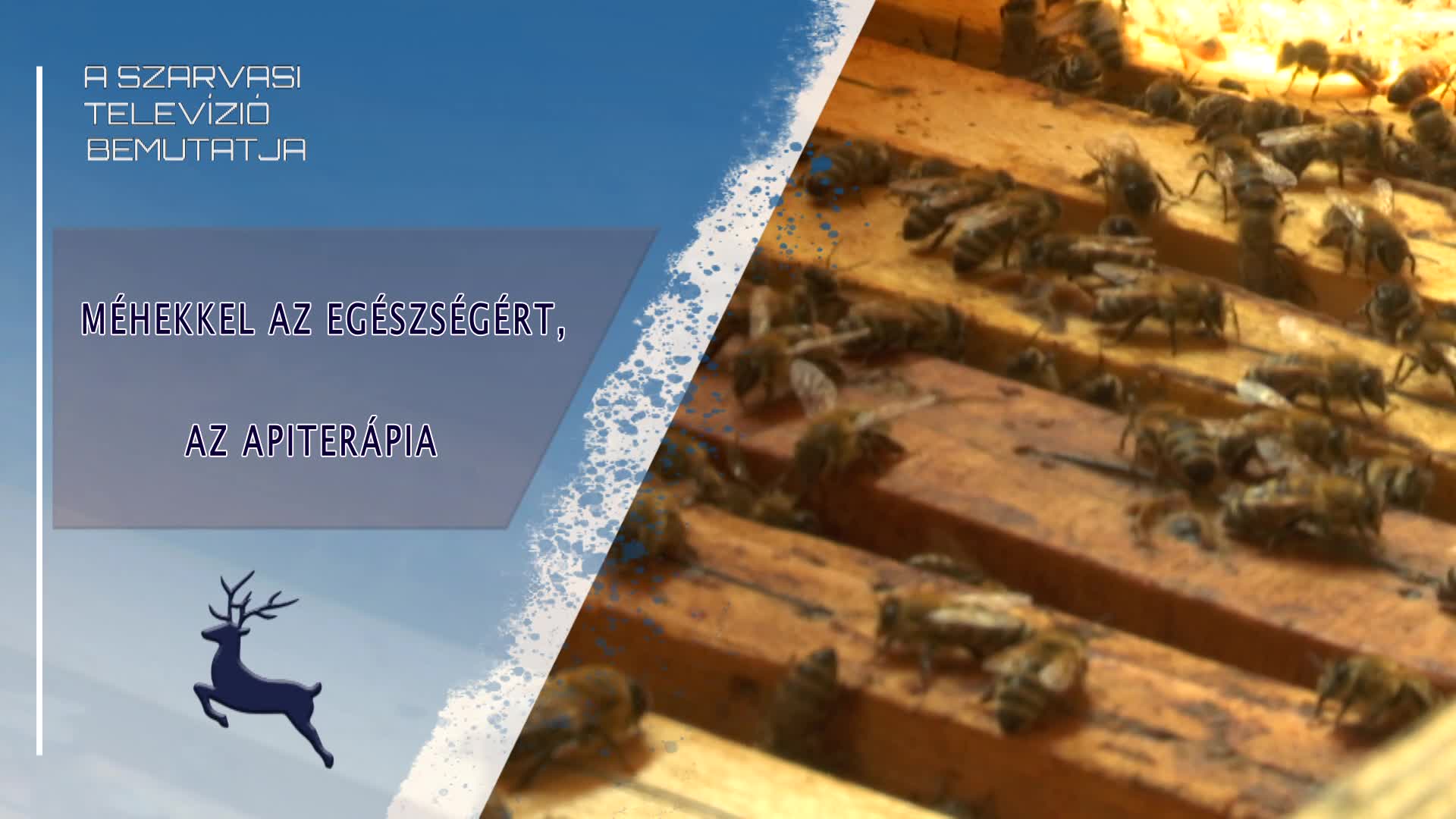 Méhekkel az egészségért, apiterápia Szarvason